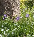 Kleines Garten-Immergrün - Vinca minor 'Alba'