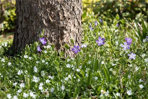 Kleines Garten-Immergrün - Vinca minor 'Alba'