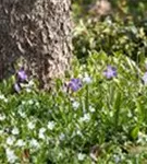 Kleines Garten-Immergrün - Vinca minor 'Alba'