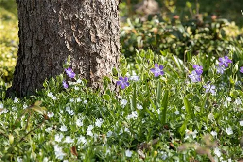 Kleines Garten-Immergrün - Vinca minor 'Alba'