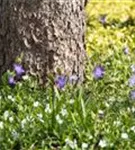 Kleines Garten-Immergrün - Vinca minor 'Alba'