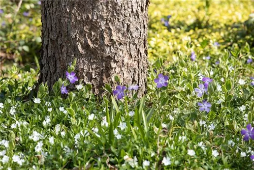 Kleines Garten-Immergrün - Vinca minor 'Alba'