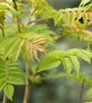 Niedrige Fiederspiere 'Sem' - Sorbaria sorbifolia 'Sem' -S-