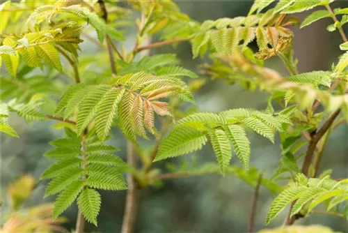 Niedrige Fiederspiere 'Sem' - Sorbaria sorbifolia 'Sem' -S-