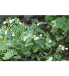 Kleingeflecktes Garten-Lungenkraut - Pulmonaria officinal.'Sissinghurst White'