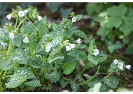 Pulmonaria officinal.'Sissinghurst White' - Kleingeflecktes Garten-Lungenkraut