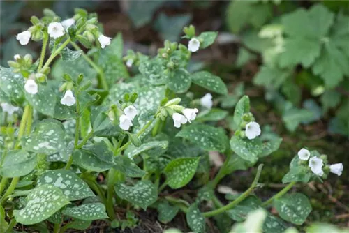 Kleingeflecktes Garten-Lungenkraut - Pulmonaria officinal.'Sissinghurst White'