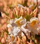 Sommergrüne Azalee 'Möwe' - Rhododendron lut.'Möwe' I