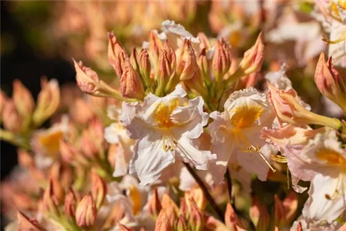 Sommergrüne Azalee 'Möwe' - Rhododendron lut.'Möwe' I