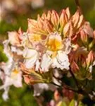 Sommergrüne Azalee 'Möwe' - Rhododendron lut.'Möwe' I