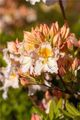 Sommergrüne Azalee 'Möwe' - Rhododendron lut.'Möwe' I