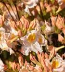 Sommergrüne Azalee 'Möwe' - Rhododendron lut.'Möwe' I