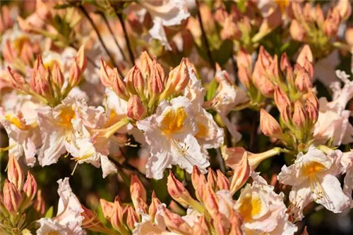 Sommergrüne Azalee 'Möwe' - Rhododendron lut.'Möwe' I