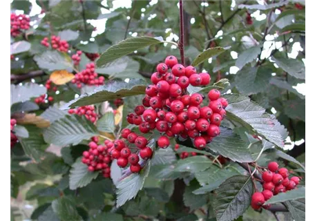 Sorbus aria 'Magnifica' - Großlaubige Mehlbeere