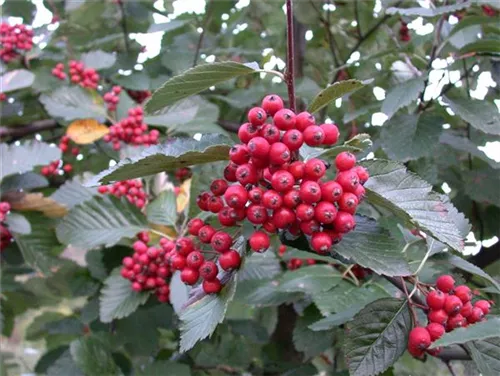 Großlaubige Mehlbeere - Sorbus aria 'Magnifica'