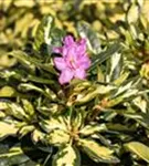 Rhododendron-Hybride 'Blattgold' - Rhododendron Hybr.'Blattgold' IV