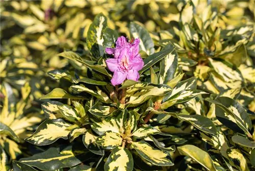 Rhododendron-Hybride 'Blattgold' - Rhododendron Hybr.'Blattgold' IV