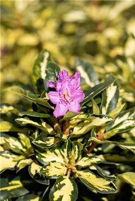 Rhododendron-Hybride 'Blattgold' - Rhododendron Hybr.'Blattgold' IV