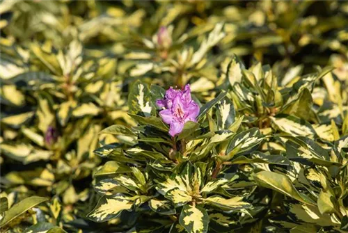 Rhododendron-Hybride 'Blattgold' - Rhododendron Hybr.'Blattgold' IV