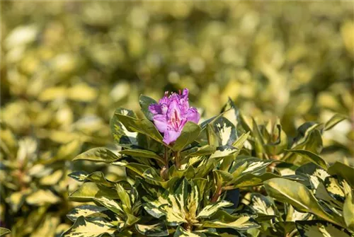 Rhododendron-Hybride 'Blattgold' - Rhododendron Hybr.'Blattgold' IV