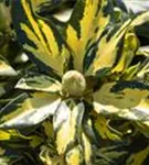 Rhododendron-Hybride 'Blattgold' - Rhododendron Hybr.'Blattgold' IV