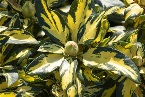 Rhododendron-Hybride 'Blattgold' - Rhododendron Hybr.'Blattgold' IV