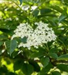 Schwarzer Holunder - Sambucus nigra