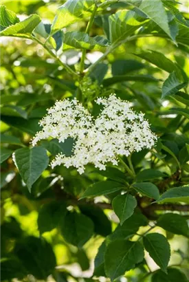 Schwarzer Holunder - Sambucus nigra