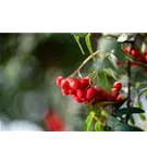 Gewöhnliche Eberesche - Sorbus aucuparia - Baum