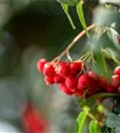 Gewöhnliche Eberesche - Sorbus aucuparia - Wildgehölze