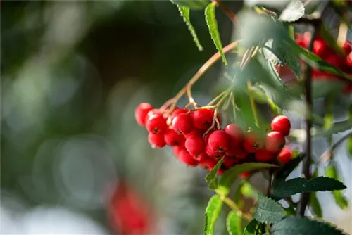 Gewöhnliche Eberesche - Sorbus aucuparia - Baum