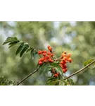 Gewöhnliche Eberesche - Sorbus aucuparia - Baum