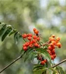 Gewöhnliche Eberesche - Sorbus aucuparia - Wildgehölze