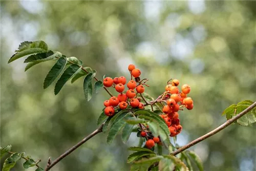 Gewöhnliche Eberesche - Sorbus aucuparia - Baum