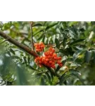 Gewöhnliche Eberesche - Sorbus aucuparia - Baum