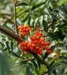 Gewöhnliche Eberesche - Sorbus aucuparia - Wildgehölze