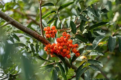 Gewöhnliche Eberesche - Sorbus aucuparia - Baum