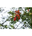 Gewöhnliche Eberesche - Sorbus aucuparia - Baum