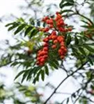 Gewöhnliche Eberesche - Sorbus aucuparia - Wildgehölze