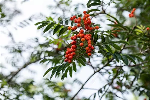 Gewöhnliche Eberesche - Sorbus aucuparia - Baum