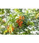 Gewöhnliche Eberesche - Sorbus aucuparia - Baum