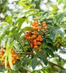 Gewöhnliche Eberesche - Sorbus aucuparia - Wildgehölze