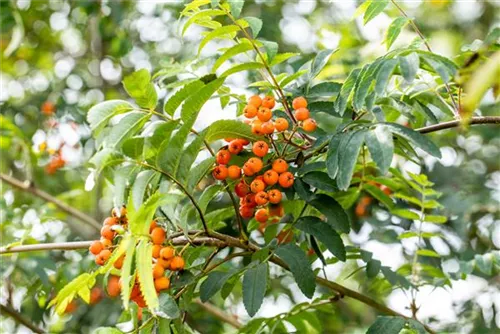 Gewöhnliche Eberesche - Sorbus aucuparia - Baum