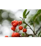 Gewöhnliche Eberesche - Sorbus aucuparia - Baum