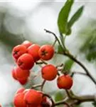 Gewöhnliche Eberesche - Sorbus aucuparia - Wildgehölze