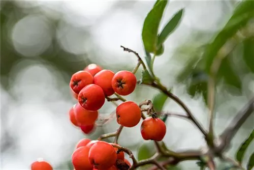 Gewöhnliche Eberesche - Sorbus aucuparia - Baum