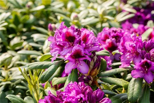 Rhododendron-Hybride 'Blaue Jungs' - Rhododendron Hybr.'Blaue Jungs'