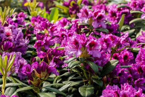 Rhododendron-Hybride 'Blaue Jungs' - Rhododendron Hybr.'Blaue Jungs'