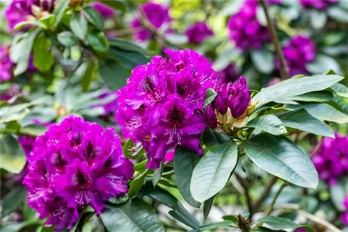 Rhododendron-Hybride 'Blaue Jungs' - Rhododendron Hybr.'Blaue Jungs'