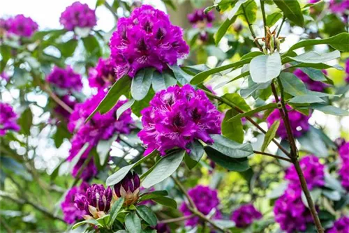 Rhododendron-Hybride 'Blaue Jungs' - Rhododendron Hybr.'Blaue Jungs'